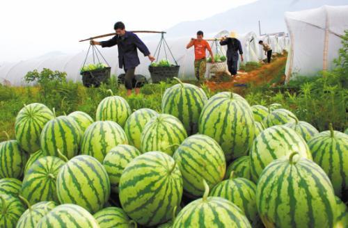 金大妈吃瓜,金大妈的瓜田奇遇记