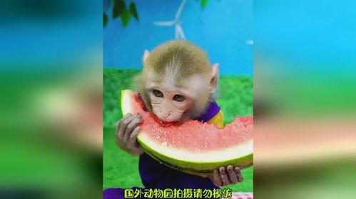 猴子吃瓜全部图片卡通,卡通版猴子吃瓜欢乐时光