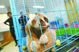 怪物吃瓜先生,揭秘神秘生物的趣味食趣