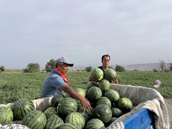 柏杨坪吃瓜,一场别开生面的吃瓜盛宴