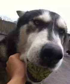 小狗吃瓜动态,小狗吃瓜萌态十足