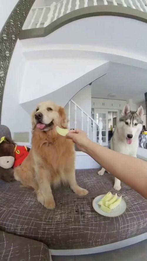 小狗吃瓜动态,小狗吃瓜萌态十足