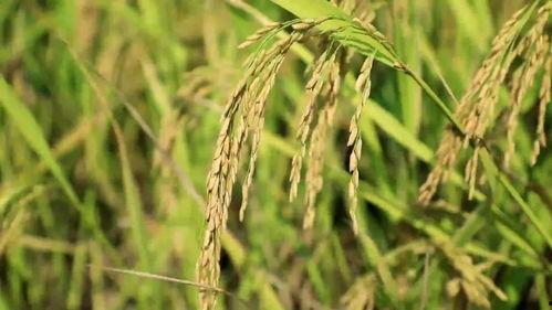 长兴吊瓜怎么吃,美味多汁，解锁独特食用新方式