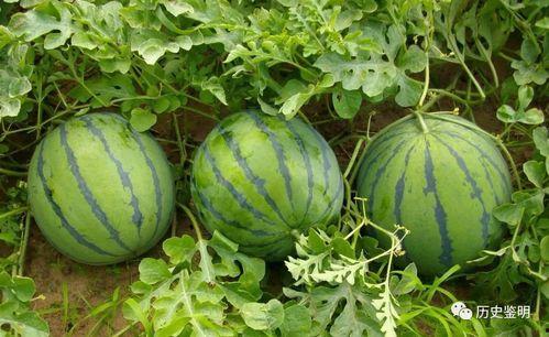 边放歌边吃瓜,夏日休闲新风尚