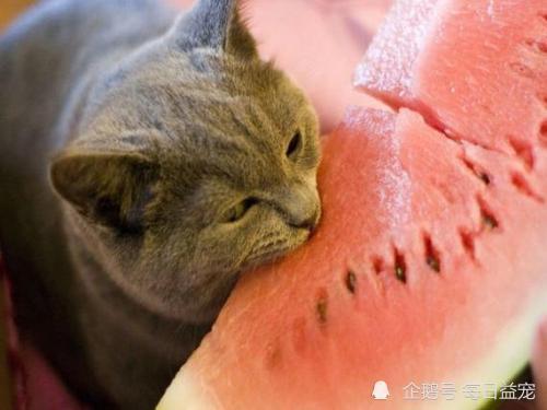 猫咪吃生瓜