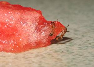 蚂蚁吃幼瓜,揭秘自然界的奇妙生态现象