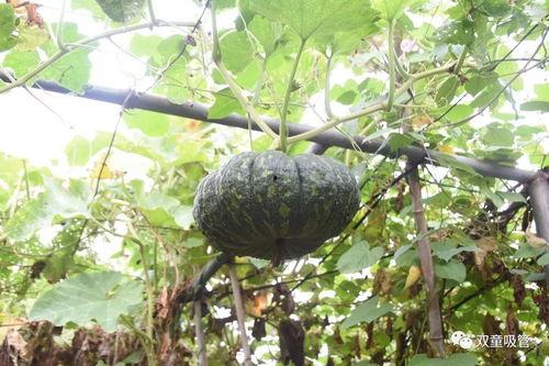 云霄圣城集团吃瓜,揭秘吃瓜背后的商业风云