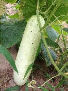 梦见在菜园里折瓜吃瓜,菜园折瓜，瓜果飘香中的神秘体验