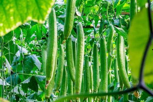 梦见在菜园里折瓜吃瓜,菜园折瓜，瓜果飘香中的神秘体验