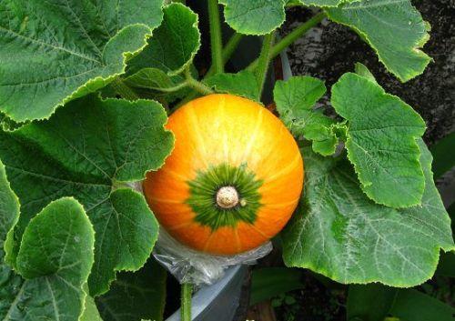 白瓜哺乳期可以吃吗,哺乳期妈妈适宜食用的白瓜营养指南