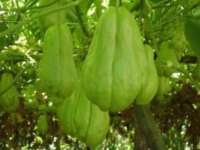 佛手瓜胡可以吃吗,揭秘可食用之谜