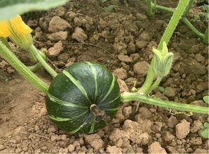 潮职吃瓜,揭秘校园热点事件背后的真相