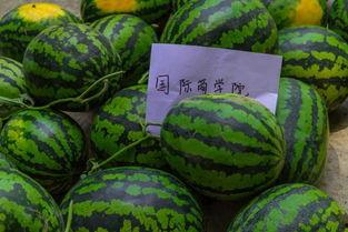 免费吃瓜中转站,揭秘网络娱乐新潮流