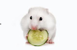 仓鼠黑皮瓜可以吃,仓鼠的美食秘籍