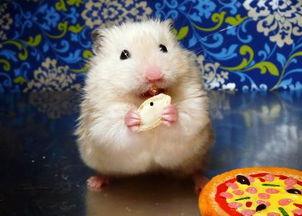 仓鼠黑皮瓜可以吃,仓鼠的美食秘籍