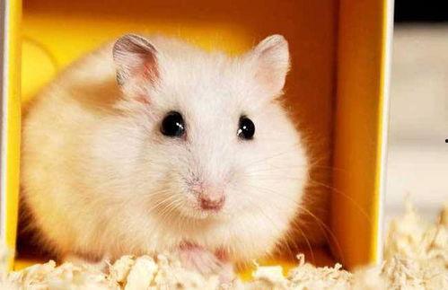 仓鼠黑皮瓜可以吃,仓鼠的美食秘籍