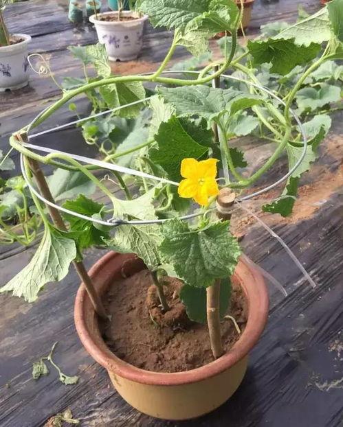 银瓜啥季节吃,夏季消暑佳品，尽享清凉美味