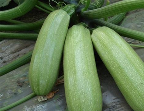 烧心可以吃兰瓜么,天然食疗新选择