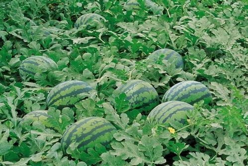 浙农林吃瓜群,揭秘校园生活趣味瞬间