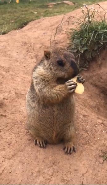 土拨鼠吃瓜表情包,趣味横生的网络文化现象