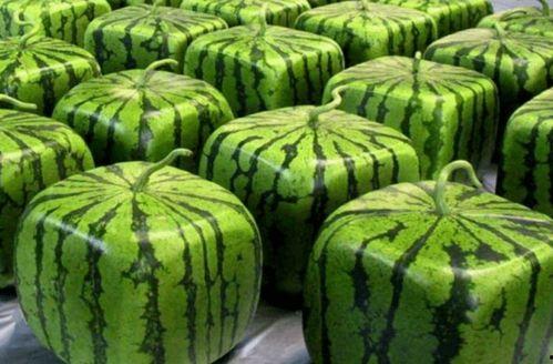 全网吃瓜渠道,揭秘娱乐圈最新瓜料大揭秘！