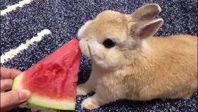 吃瓜的兔子什么动物,兔子视角下的吃瓜众生相