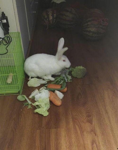 吃瓜的兔子什么动物,兔子视角下的吃瓜众生相