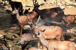 小鹿妈妈吃瓜,揭秘娱乐圈幕后故事