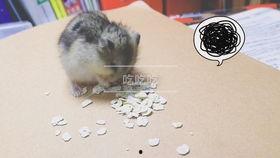 仓鼠管不管吃瓜,管不管吃瓜，营养均衡是关键