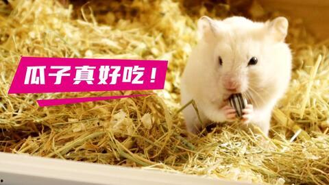 仓鼠管不管吃瓜,管不管吃瓜，营养均衡是关键