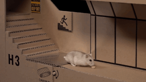 仓鼠管不管吃瓜,管不管吃瓜，营养均衡是关键