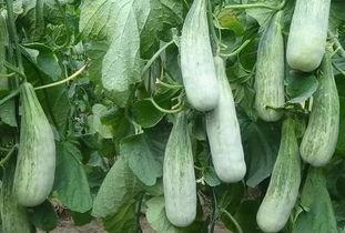 江苏财经吃瓜,吃瓜群众揭秘财经风云