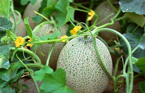 苏安安吃瓜系统,揭秘娱乐圈幕后真相