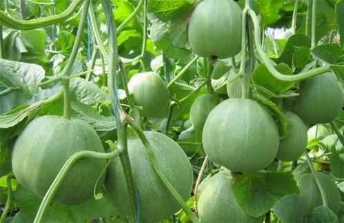 苏安安吃瓜系统,揭秘娱乐圈幕后真相