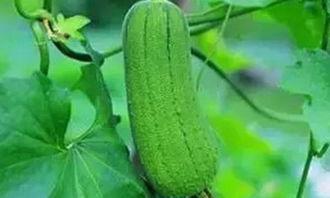 高瓜吃有什么好处,健康生活新选择