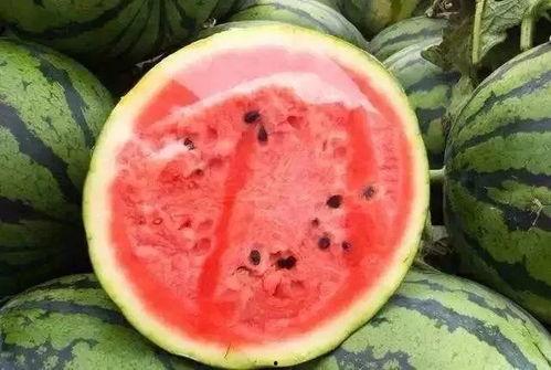 8米吃瓜,揭秘瓜农的丰收秘诀与生活点滴