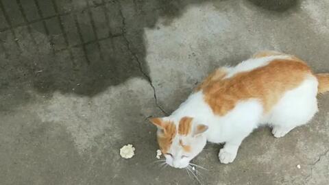 瓜州牧的猫条可以吃吗,揭秘猫咪美食新选择