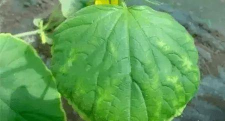 林氏吃瓜叶墨,吃瓜叶墨的奇幻之旅