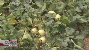 泽南在线吃瓜,揭秘娱乐圈最新吃瓜大事件