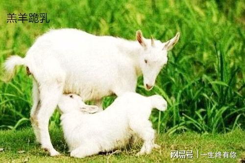 吃瓜中心网小羊,带你领略网络红人的魅力与影响力