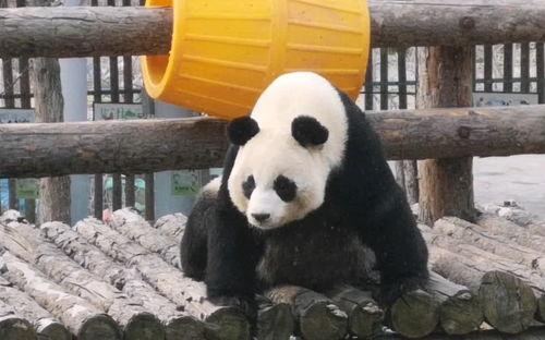 吃瓜中心网小羊,带你领略网络红人的魅力与影响力