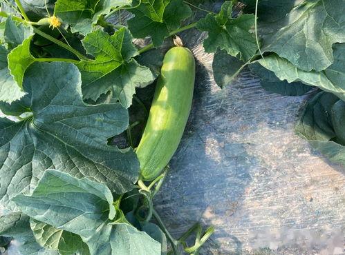 吃货田瓜,探寻美食世界的味蕾之旅