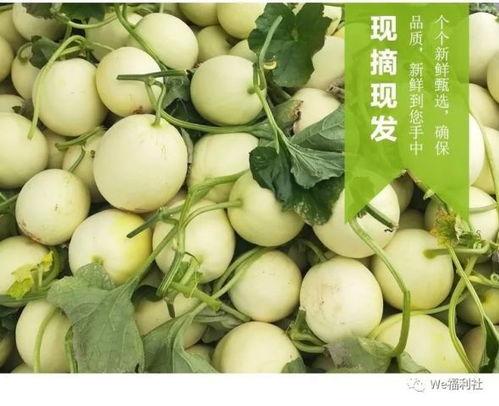 吃货田瓜,探寻美食世界的味蕾之旅