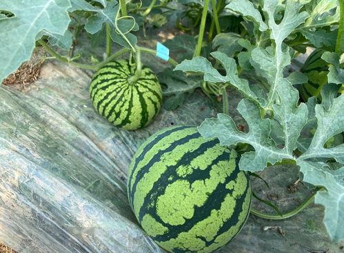 吃货田瓜,探寻美食世界的味蕾之旅