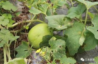 天津14吃瓜,揭秘网络热议背后的真相与笑料