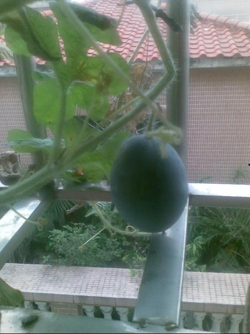 小区阳台吃瓜图,邻里共享夏日时光