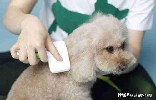 狗狗可以吃毛瓜,毛瓜，狗狗的健康美味新选择