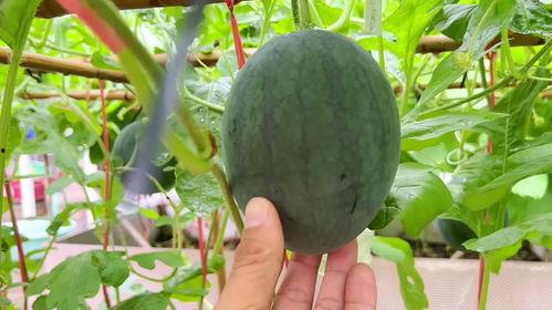 吃瓜近期,揭秘近期热门事件背后的真相