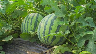 介休热门吃瓜视频,一网打尽当地美食风云