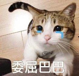 懒猫儿吃瓜直播